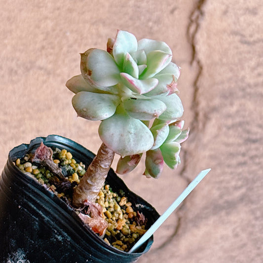 多肉植物