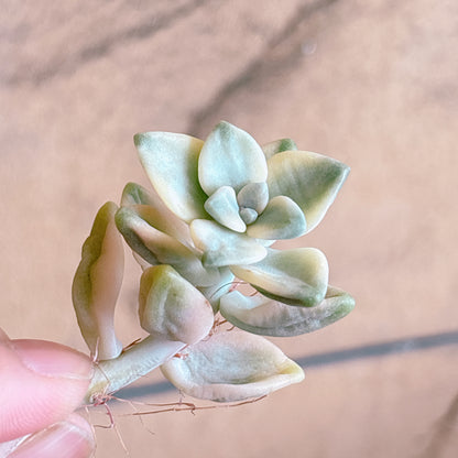 多肉植物