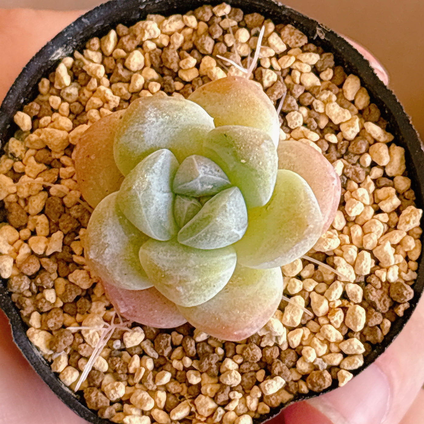 多肉植物