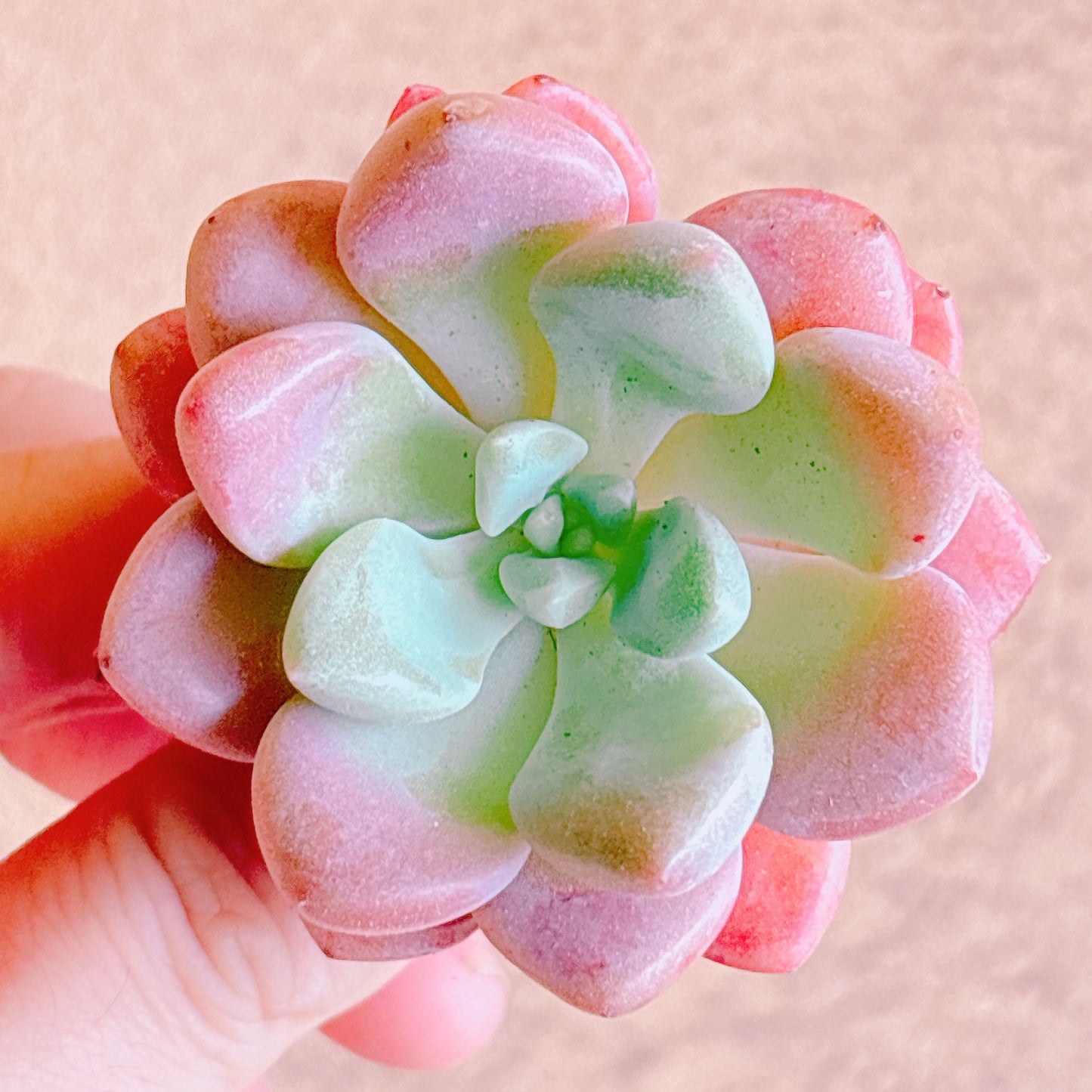 多肉植物