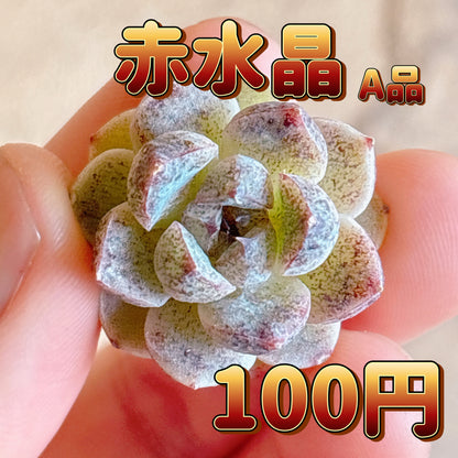 赤水晶　A品　カット苗
