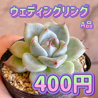 ウェディングリング　A品　根付き苗