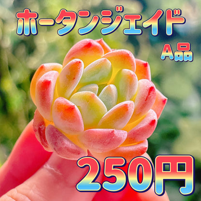 ホータンジェイド　A品　カット苗