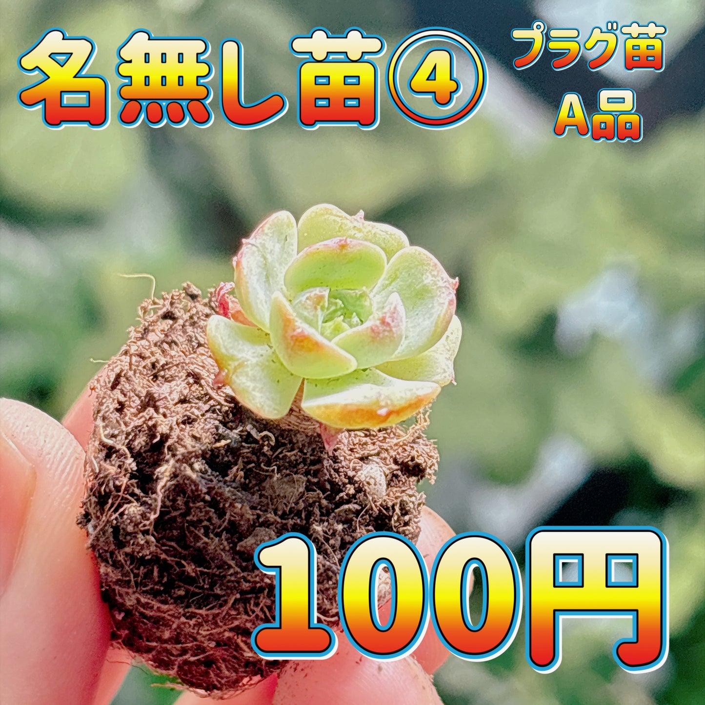 名無し苗４　A品　プラグ苗