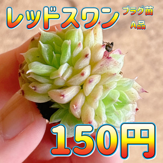 レッドスワン　A品　プラグ苗