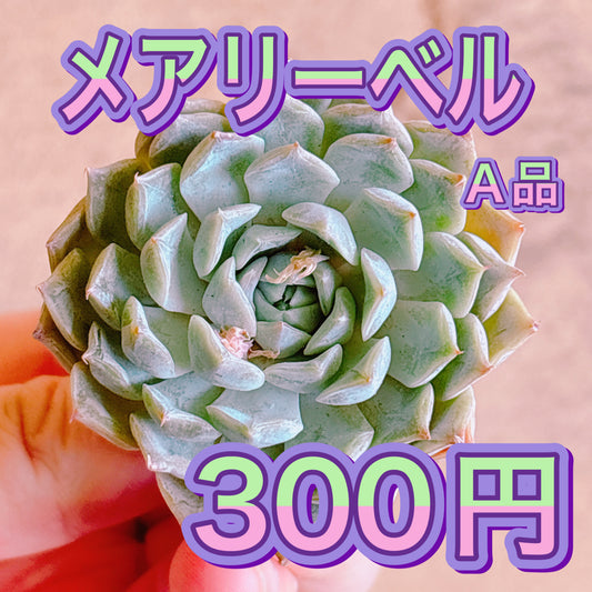 メアリーベル　A品　カット苗