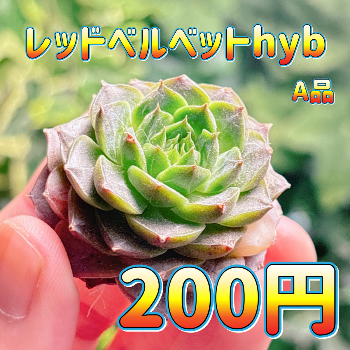 レッドベルベットhyb　A品　カット苗