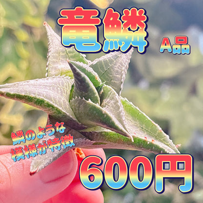 竜鱗　A品　カット苗