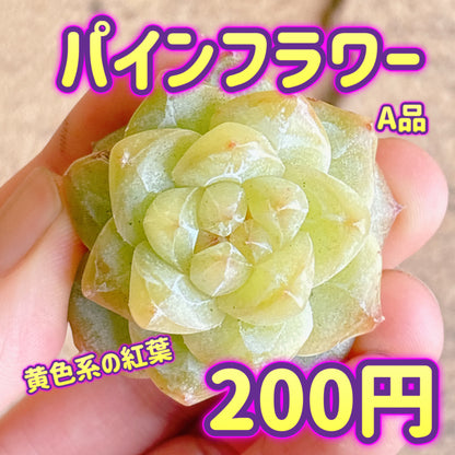 パインフラワー　A品　カット苗