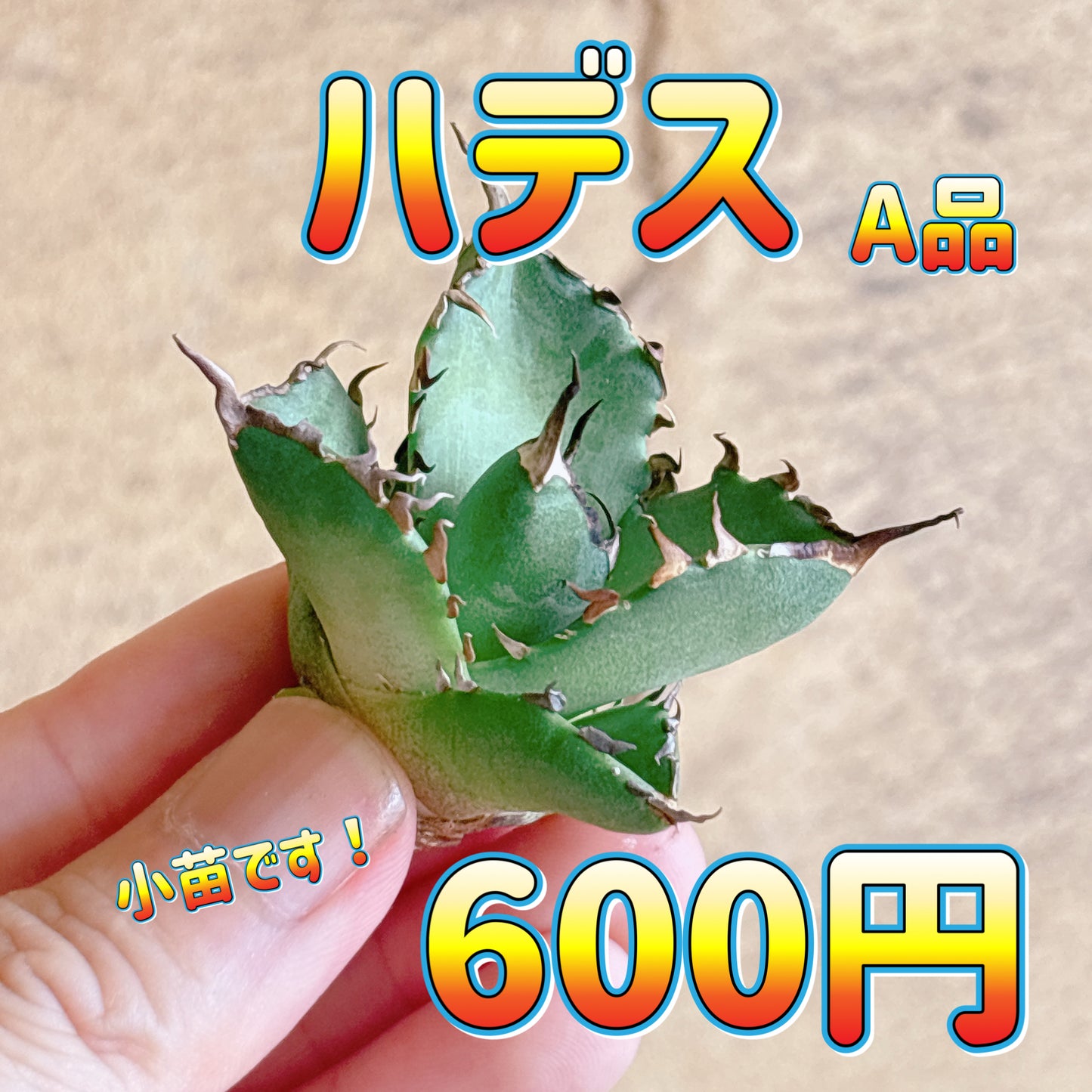 ハデス　A品　カット苗