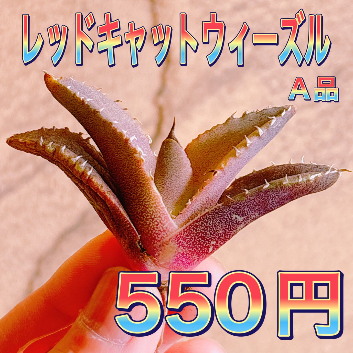 レッドキャットウィーズル　A品　カット苗