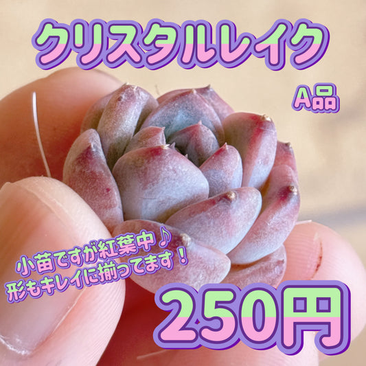 クリスタルレイク　A品　カット苗