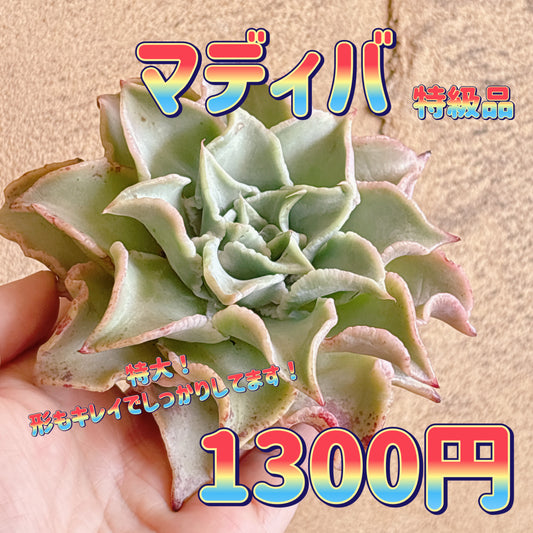 マディバ　特級品　カット苗