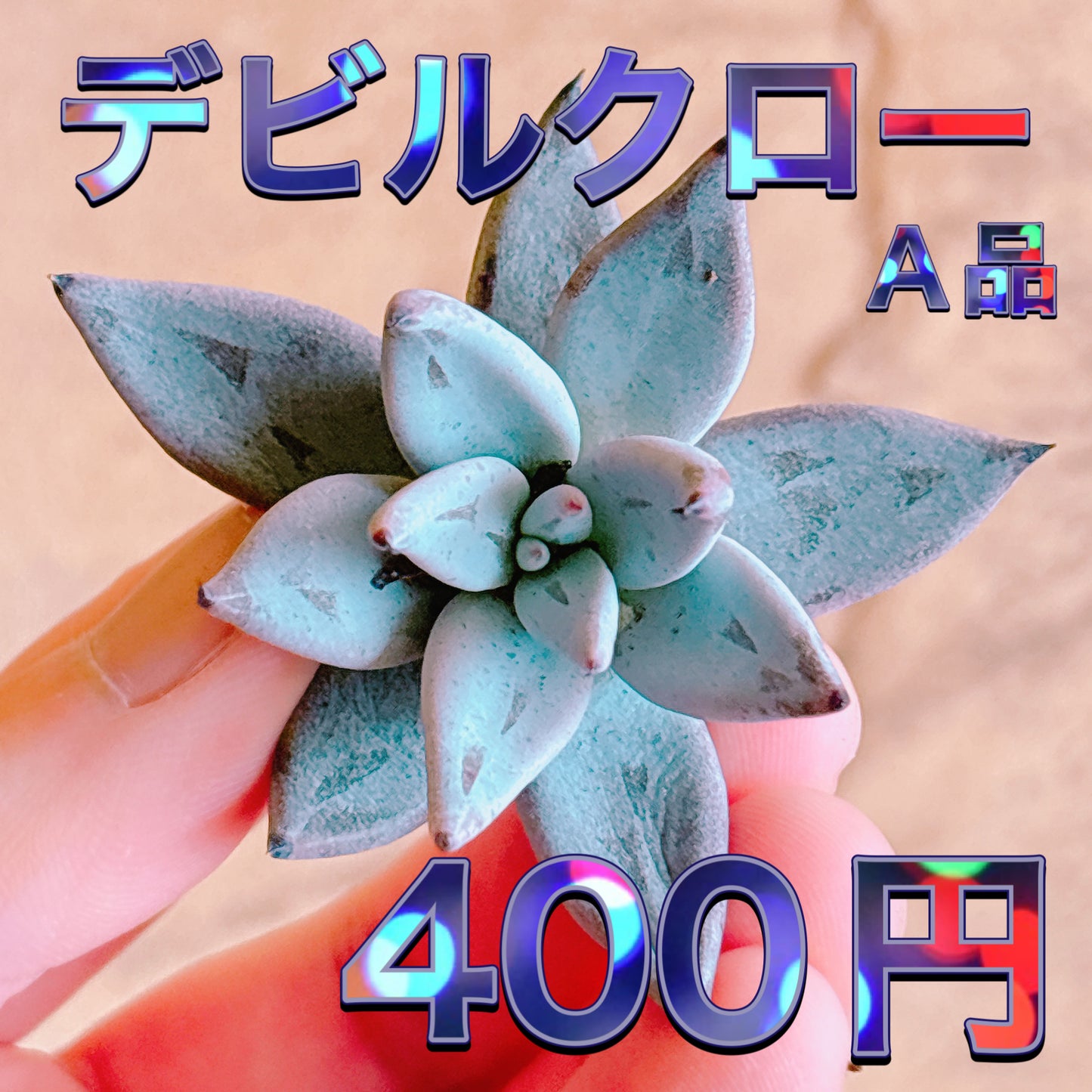 デビルクロー　A品　カット苗