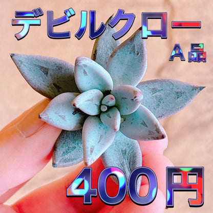 デビルクロー　A品　カット苗