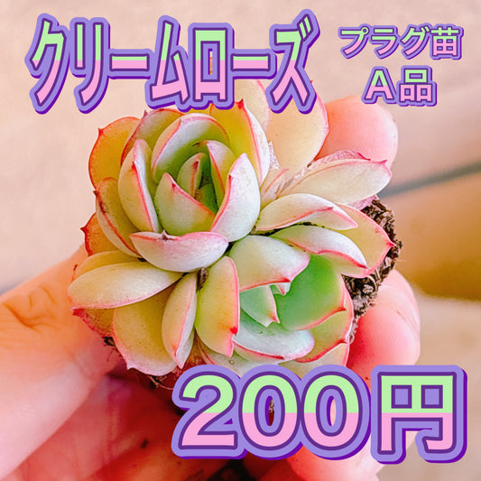 クリームローズ　A品　プラグ苗