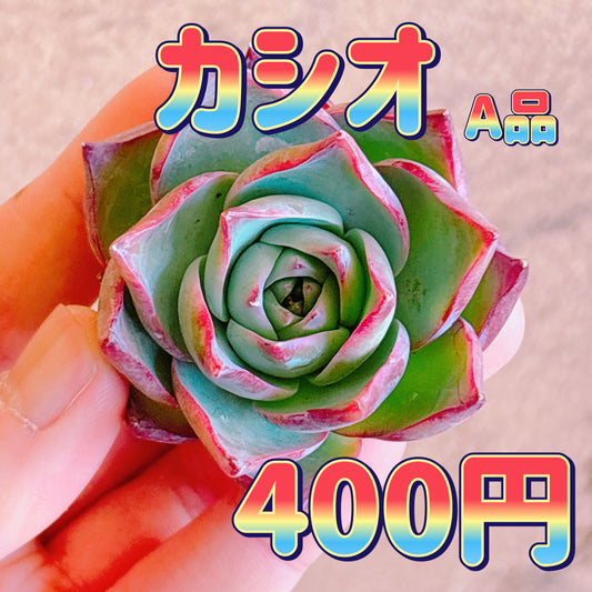 カシオ　A品　カット苗