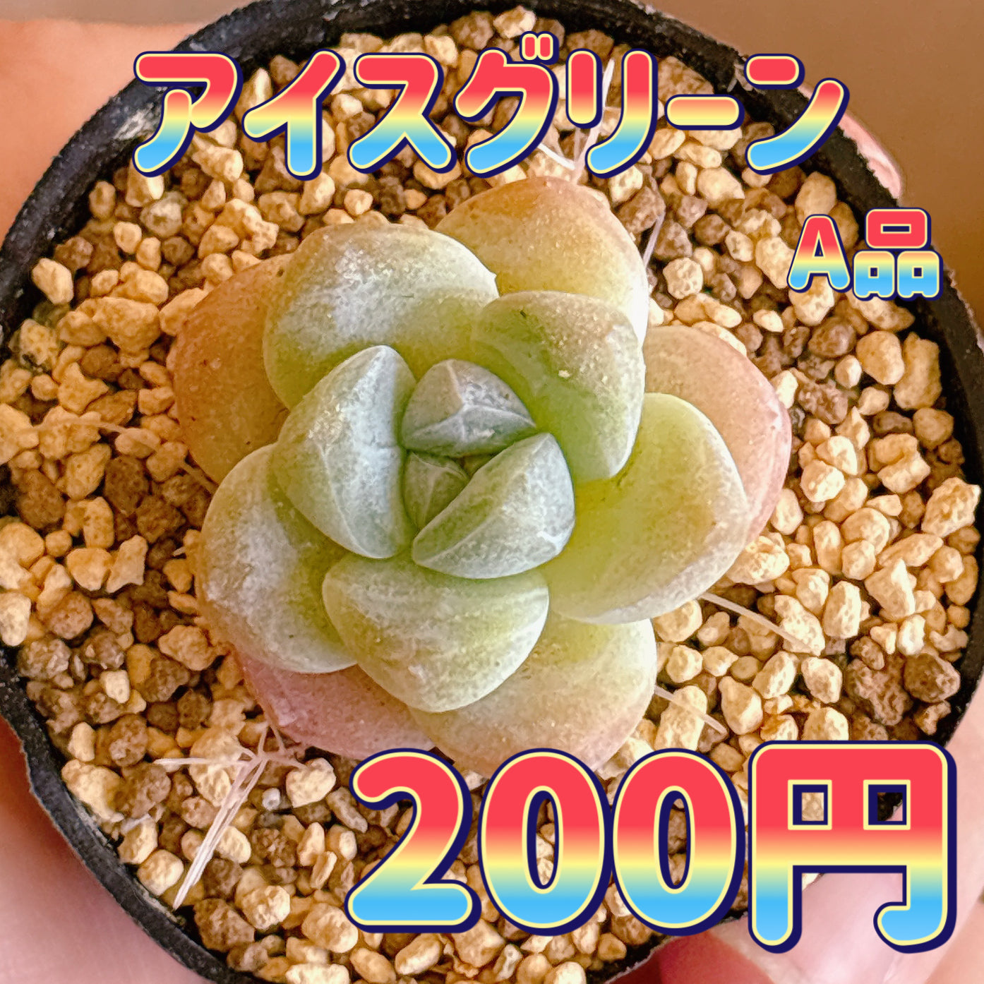 アイスグリーン　A品　根付き苗