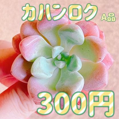 カハンロク　A品　カット苗