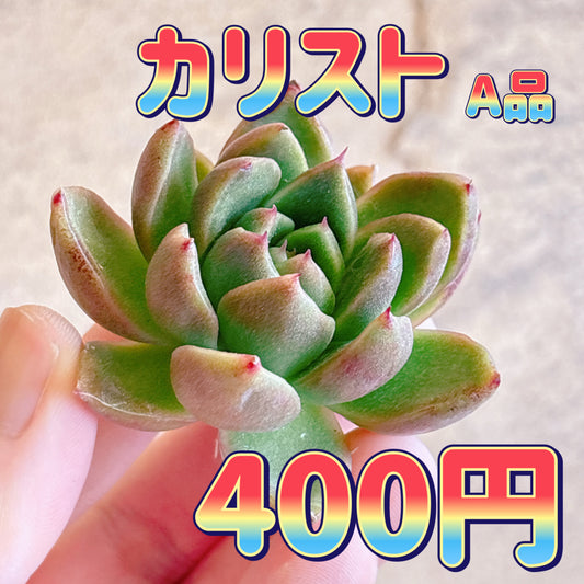 カリスト　A品　カット苗
