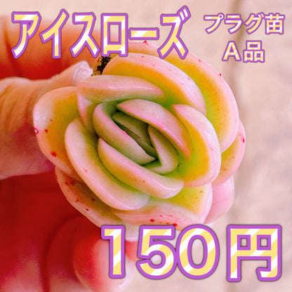 アイスローズ　A品　プラグ苗