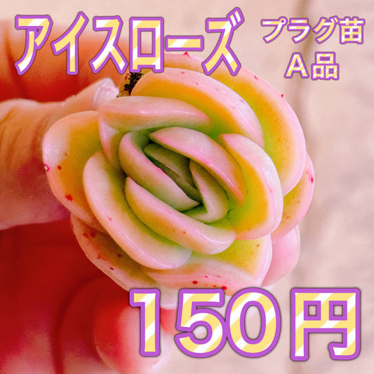 アイスローズ　A品　プラグ苗