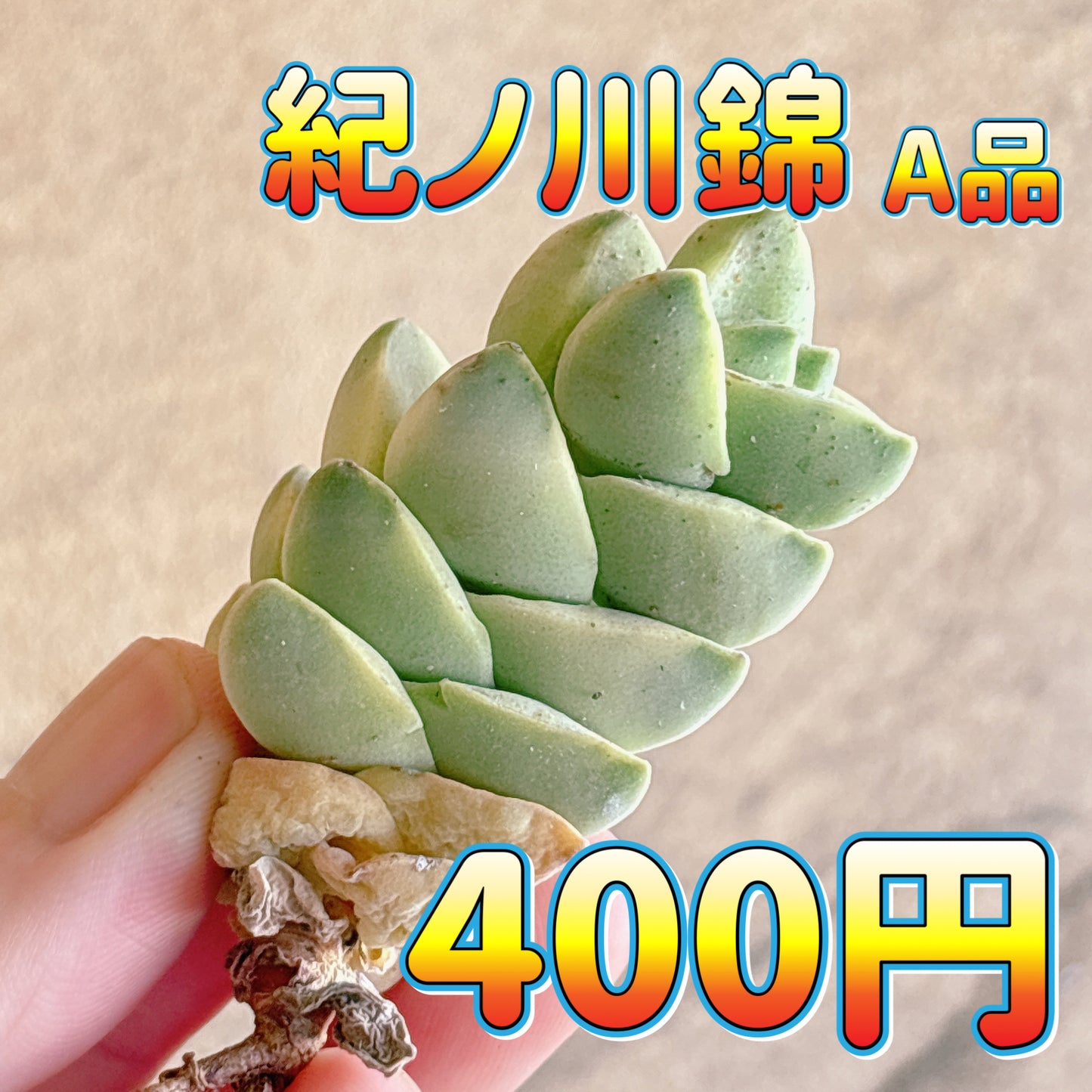 紀ノ川錦　A品　カット苗