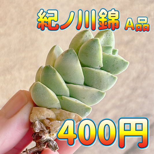 紀ノ川錦　A品　カット苗