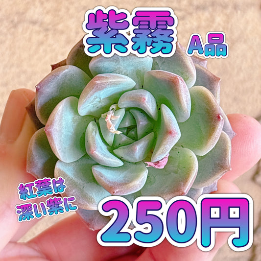 紫霧　A品　カット苗