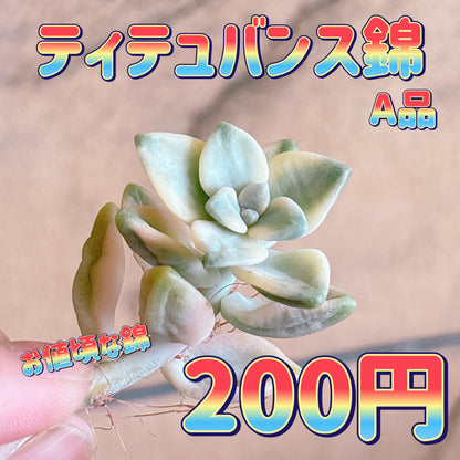 ティテュバンス錦　A品　カット苗