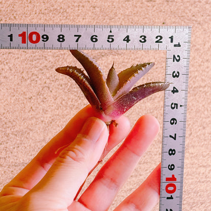 レッドキャットウィーズル　A品　カット苗