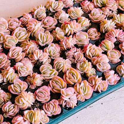 アイスローズ　A品　プラグ苗