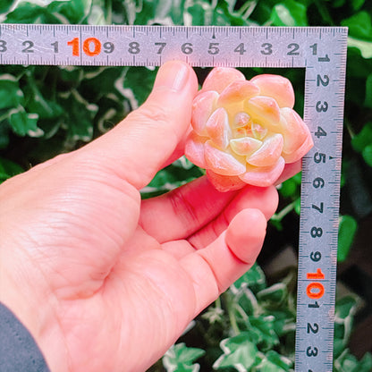 ダスクスノー　A品　カット苗