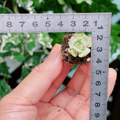 名無し苗４　A品　プラグ苗