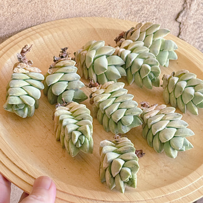 紀ノ川錦　A品　カット苗