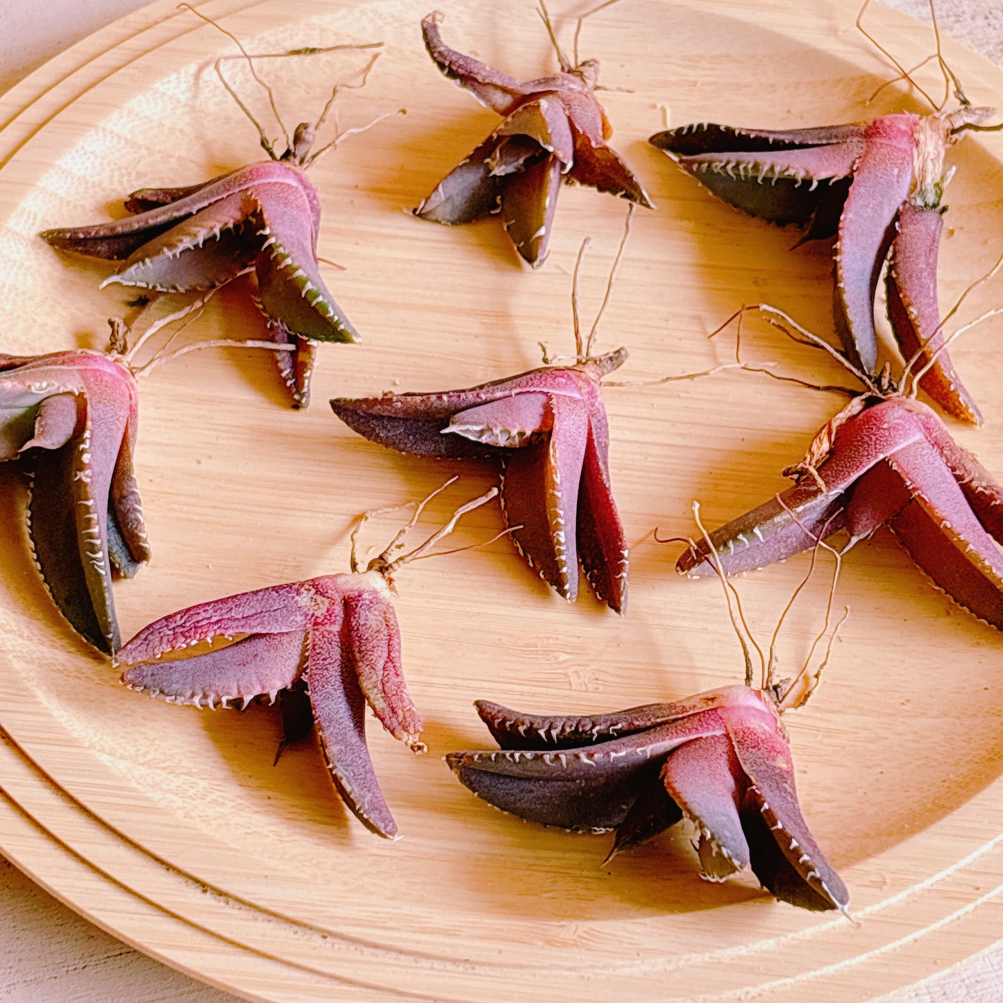 レッドキャットウィーズル　A品　カット苗