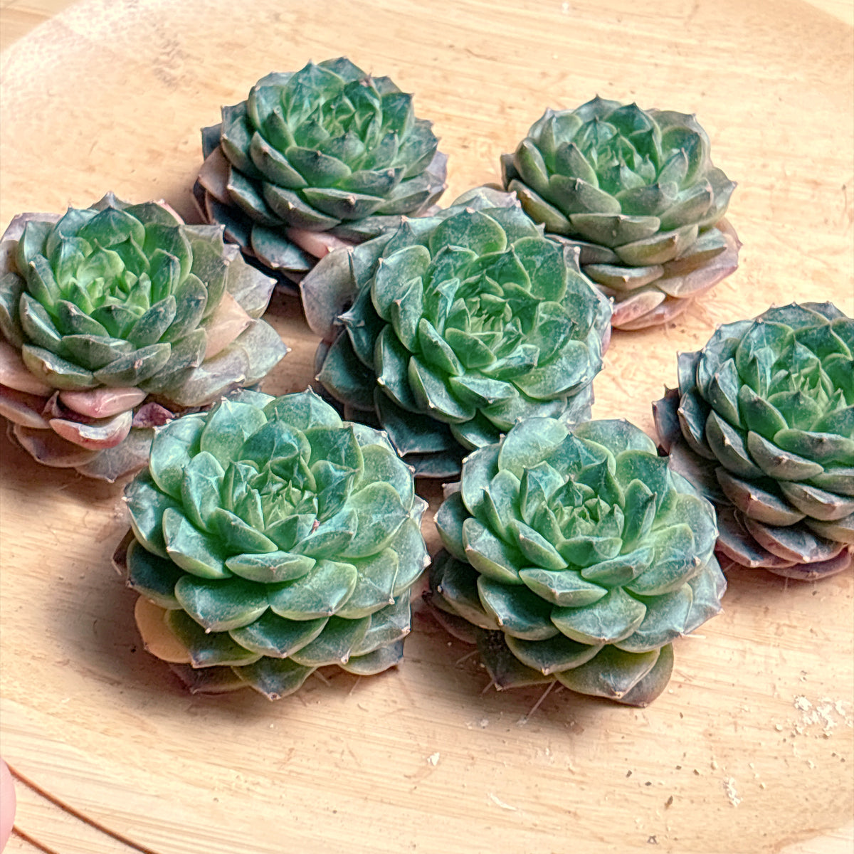 レッドベルベットhyb　A品　カット苗