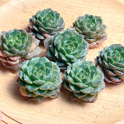 レッドベルベットhyb　A品　カット苗