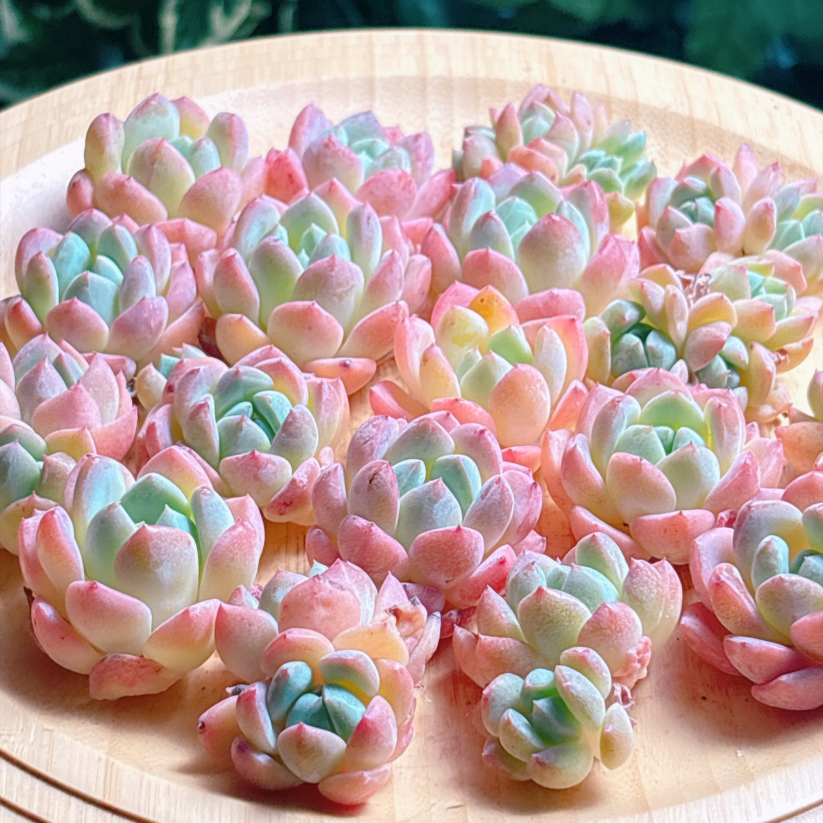 ホータンジェイド　A品　カット苗