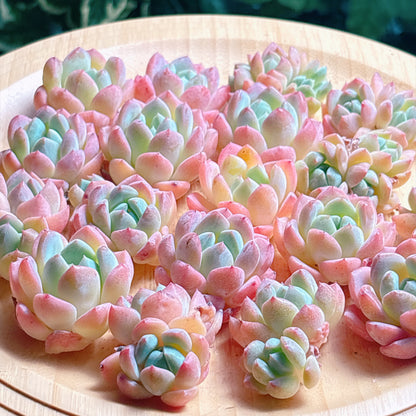 ホータンジェイド　A品　カット苗