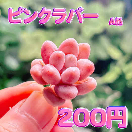 ピンクラバー　A品　カット苗