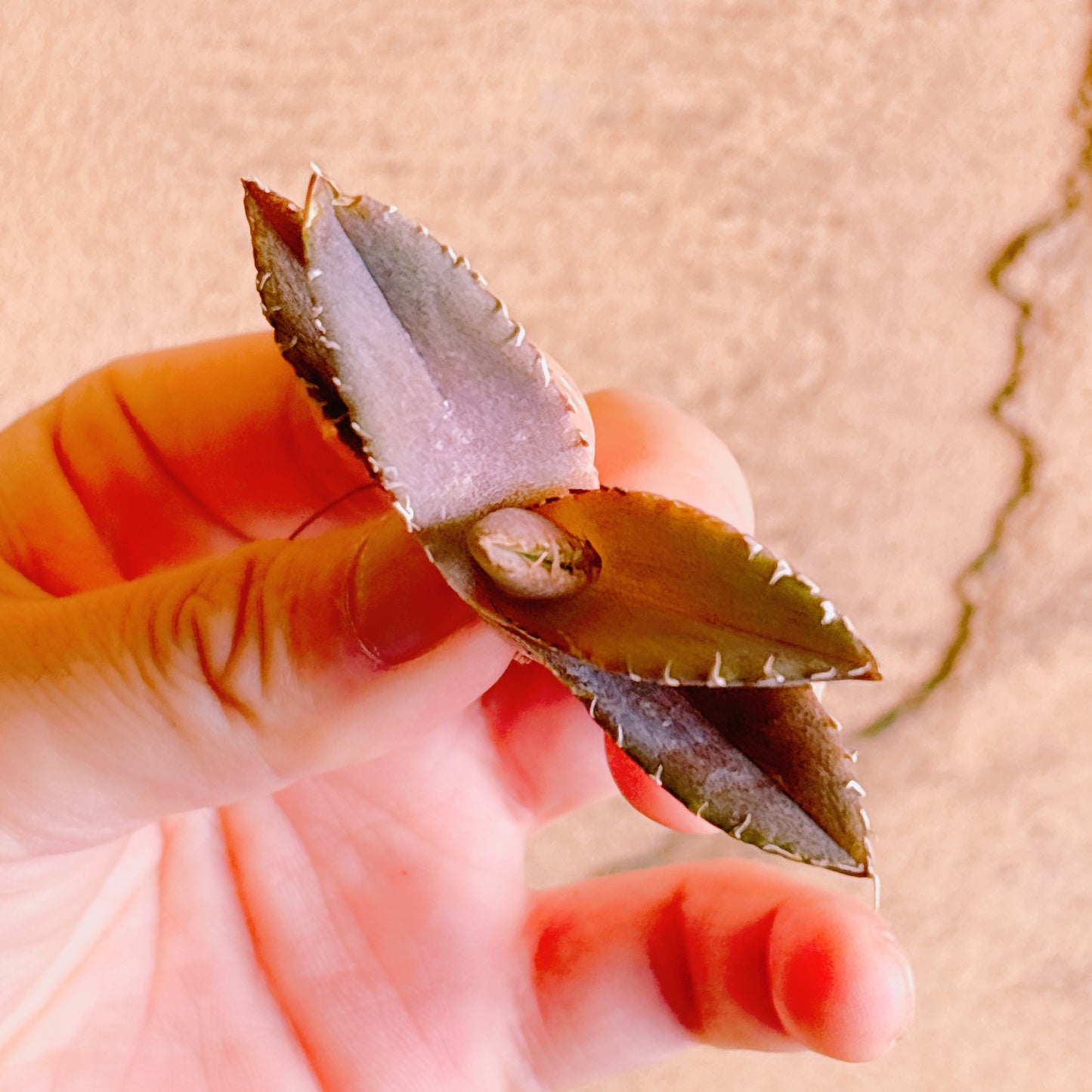 レッドキャットウィーズル　A品　カット苗