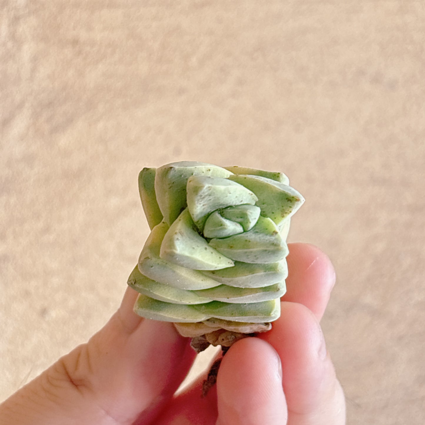 紀ノ川錦　A品　カット苗