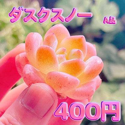 ダスクスノー　A品　カット苗