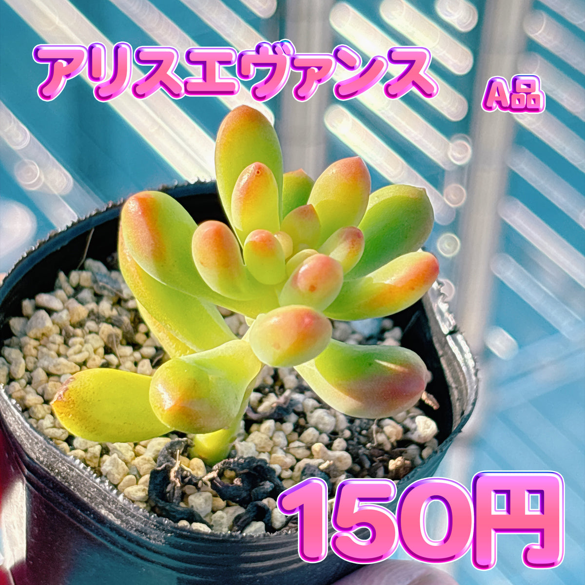 アリスエヴァンス　A品　根付き苗