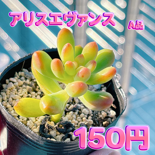 アリスエヴァンス　A品　根付き苗