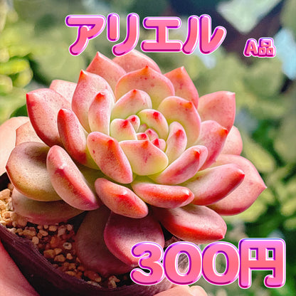 アリエル　A品　根付き苗