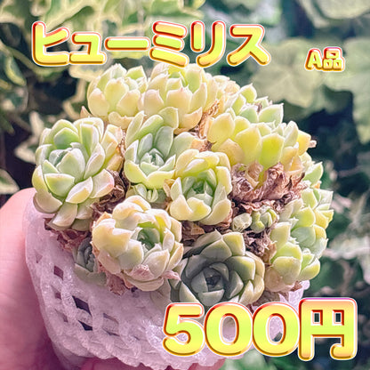 ヒューミリス　A品　根付き苗