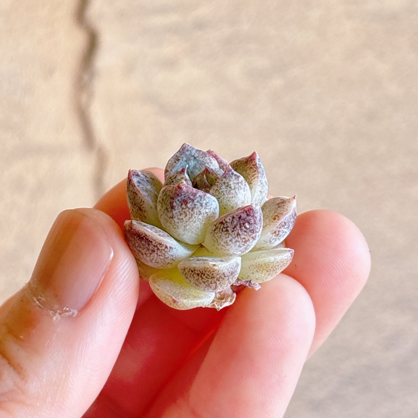 赤水晶　A品　カット苗