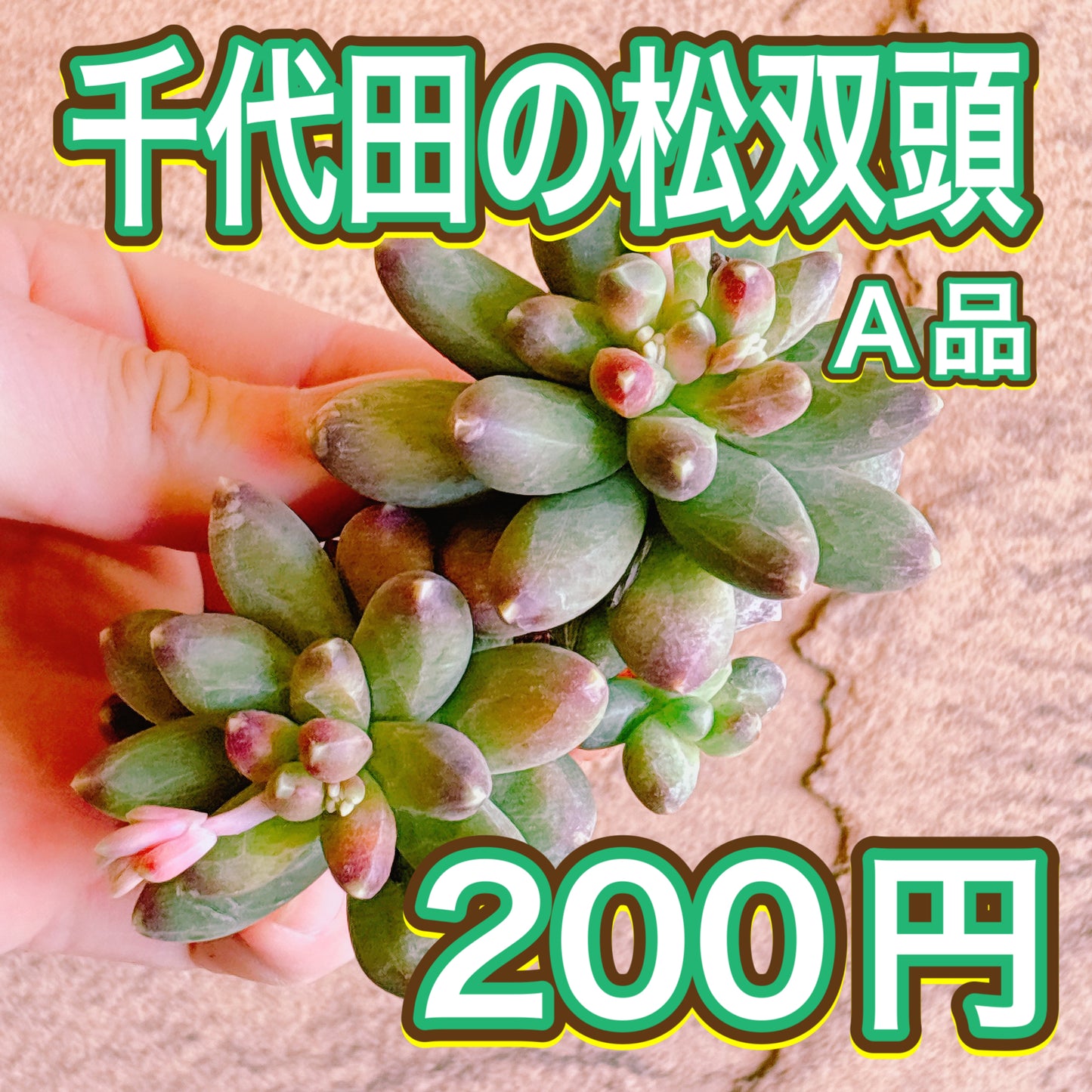 千代田の松　A品　カット苗